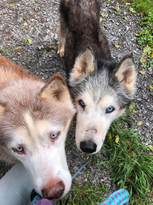 Photo 4 of Lucy: Bonded with Kira