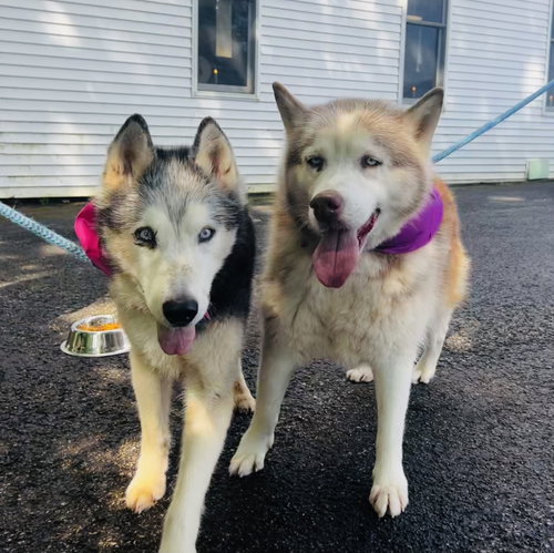 Photo 2 of Lucy: Bonded with Kira