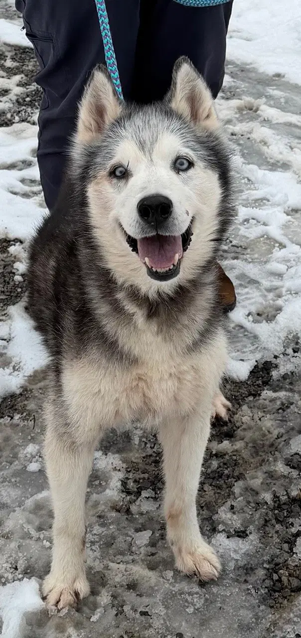 Kira Bonded With Lucy - Husky