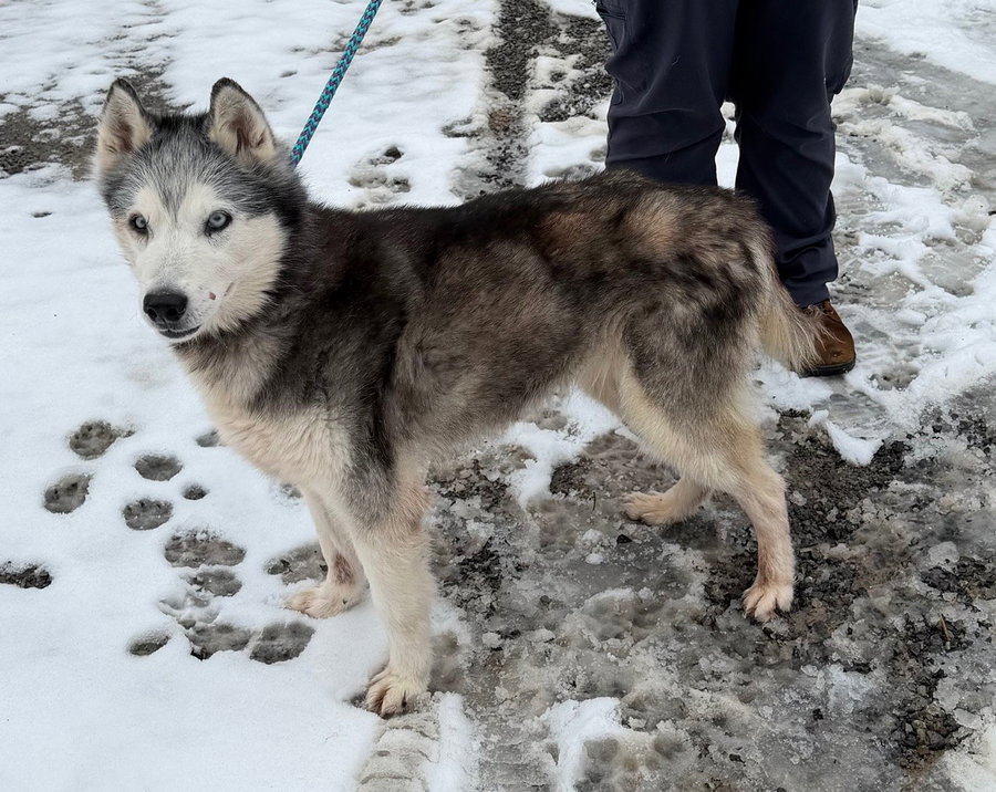 Kira: Bonded with Lucy