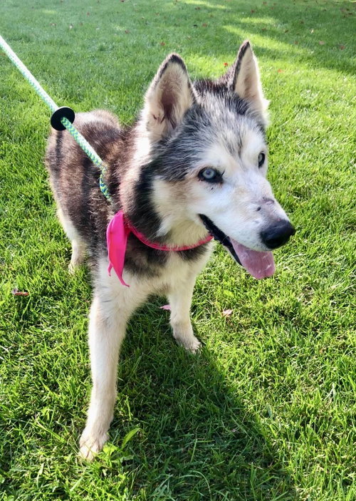 Kira: Bonded with Lucy, a dog for adoption from Randolph County Humane Society