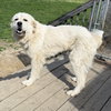 Homer
