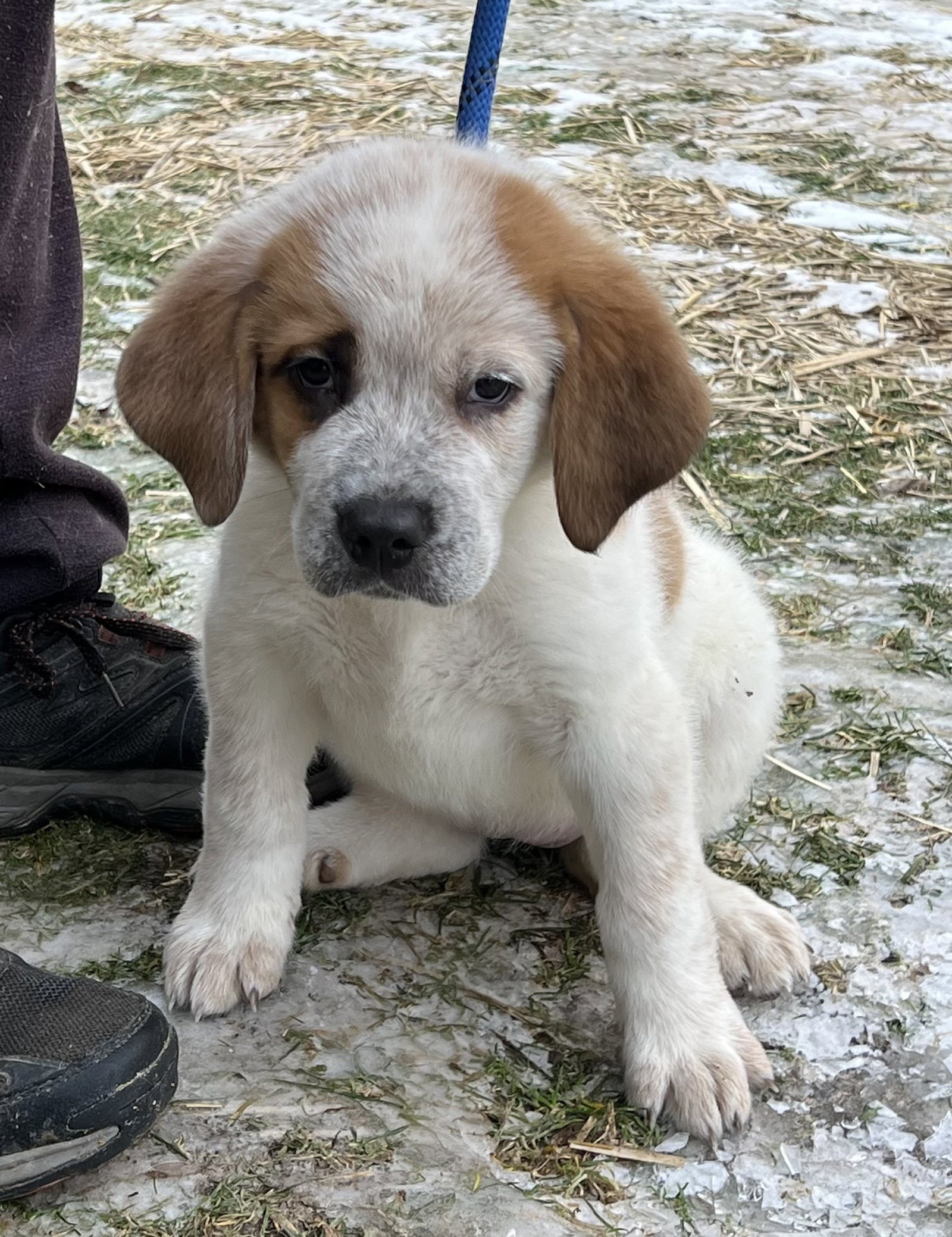 Daisy Image