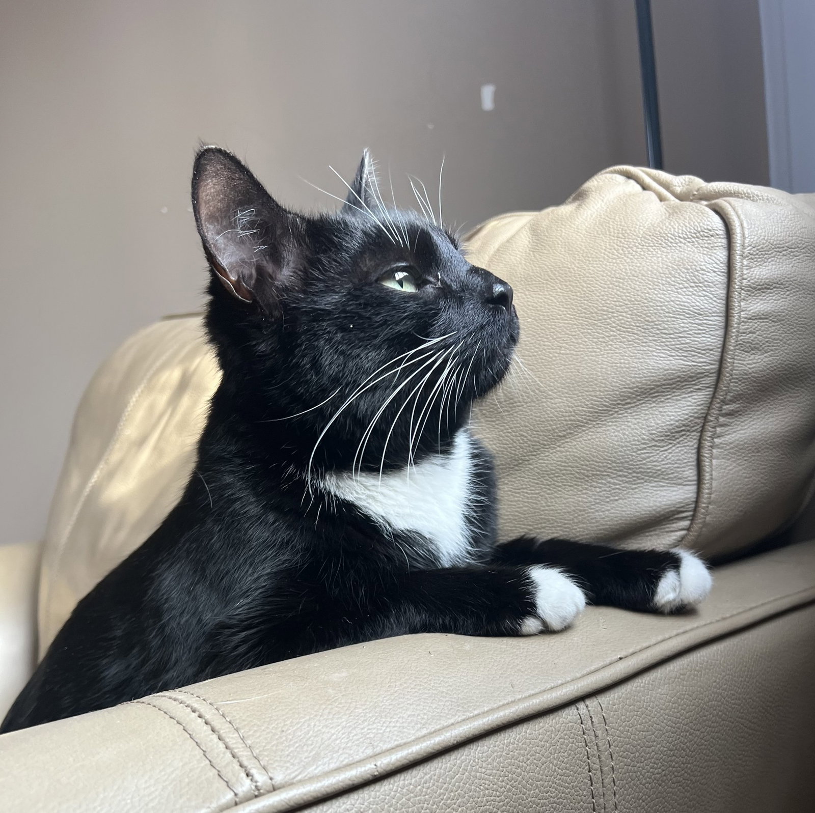 Brody Image