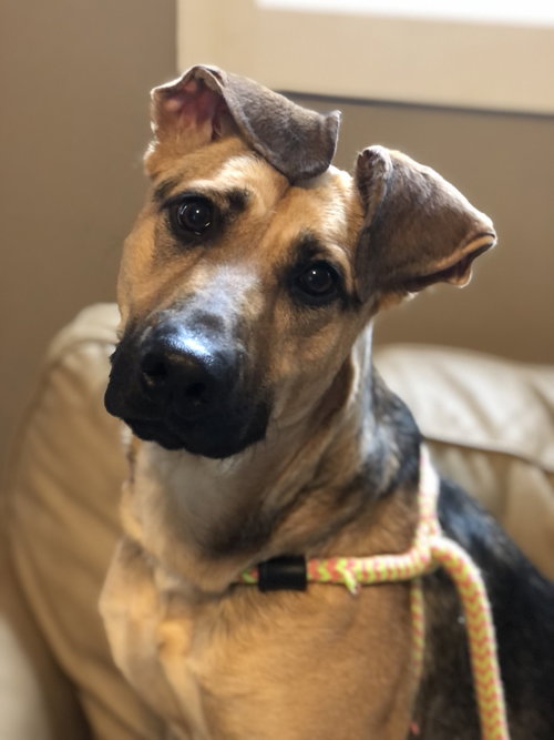 Harper