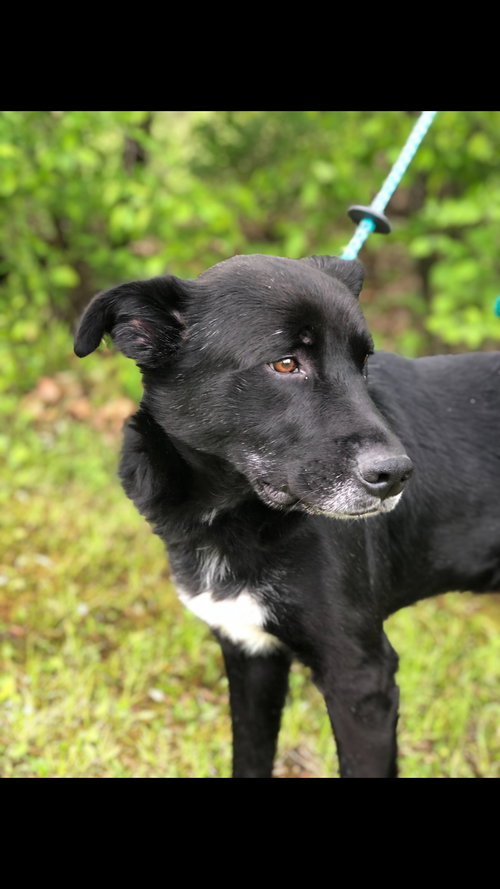 Boe, an adoptable Black Labrador Retriever in Elkins, WV
