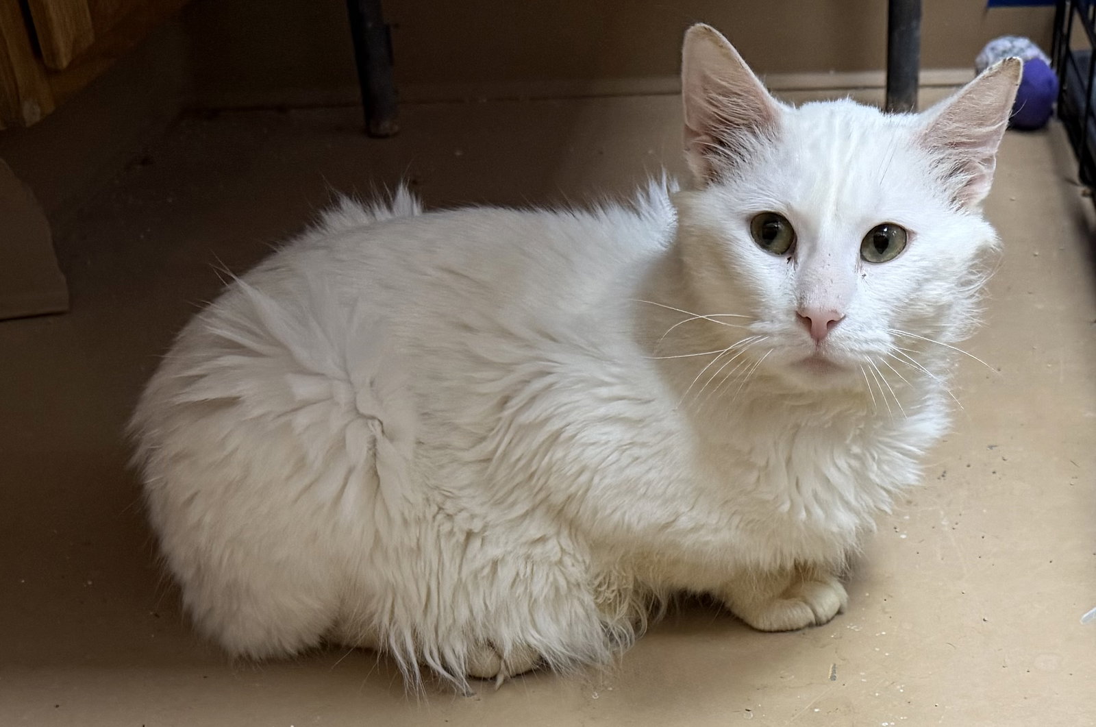 Snowball Image