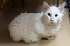 Snowball