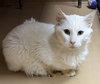 Snowball