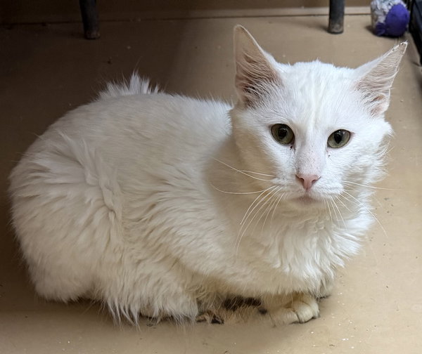 Snowball