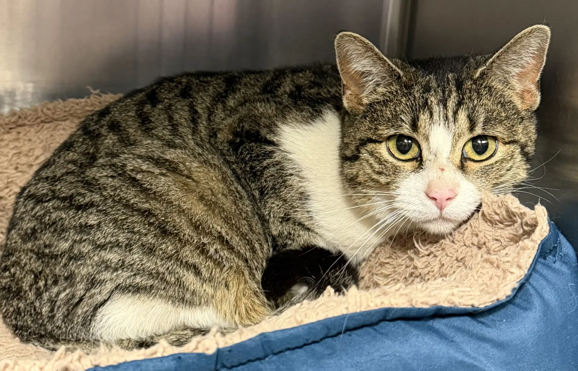 Kitty - In Foster  Appointment Required - Domestic Short Hair