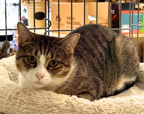 Kitty - Meet me at Fancy Paws!
