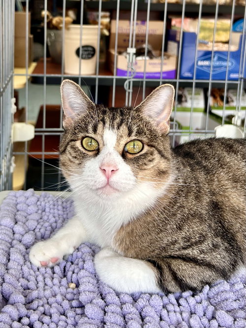Kitty - Meet me at Fancy Paws!, a cat for adoption from Randolph County Humane Society