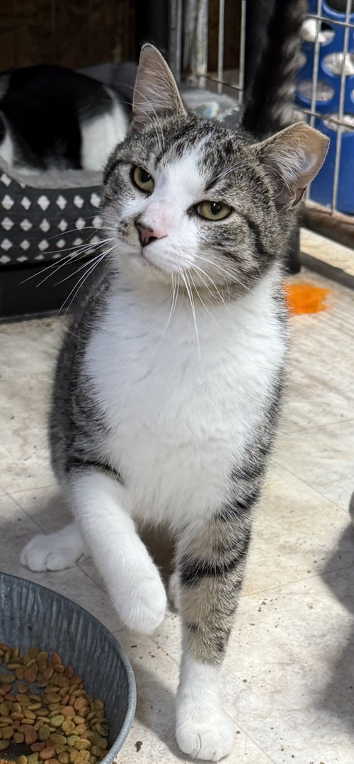 Draven, an adoptable Domestic Short Hair in Elkins, WV