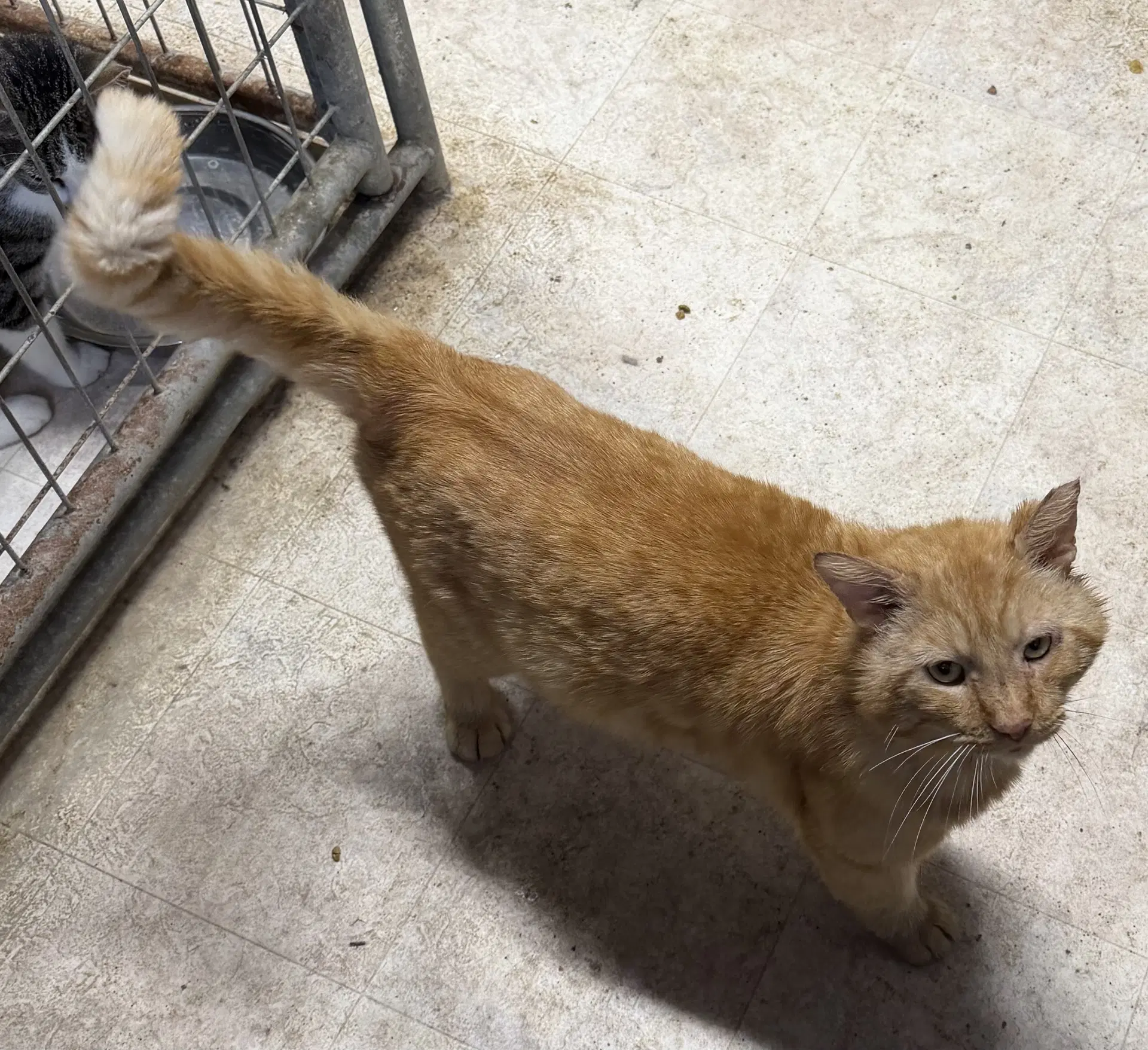 Ferdinand Fiv - Domestic Short Hair