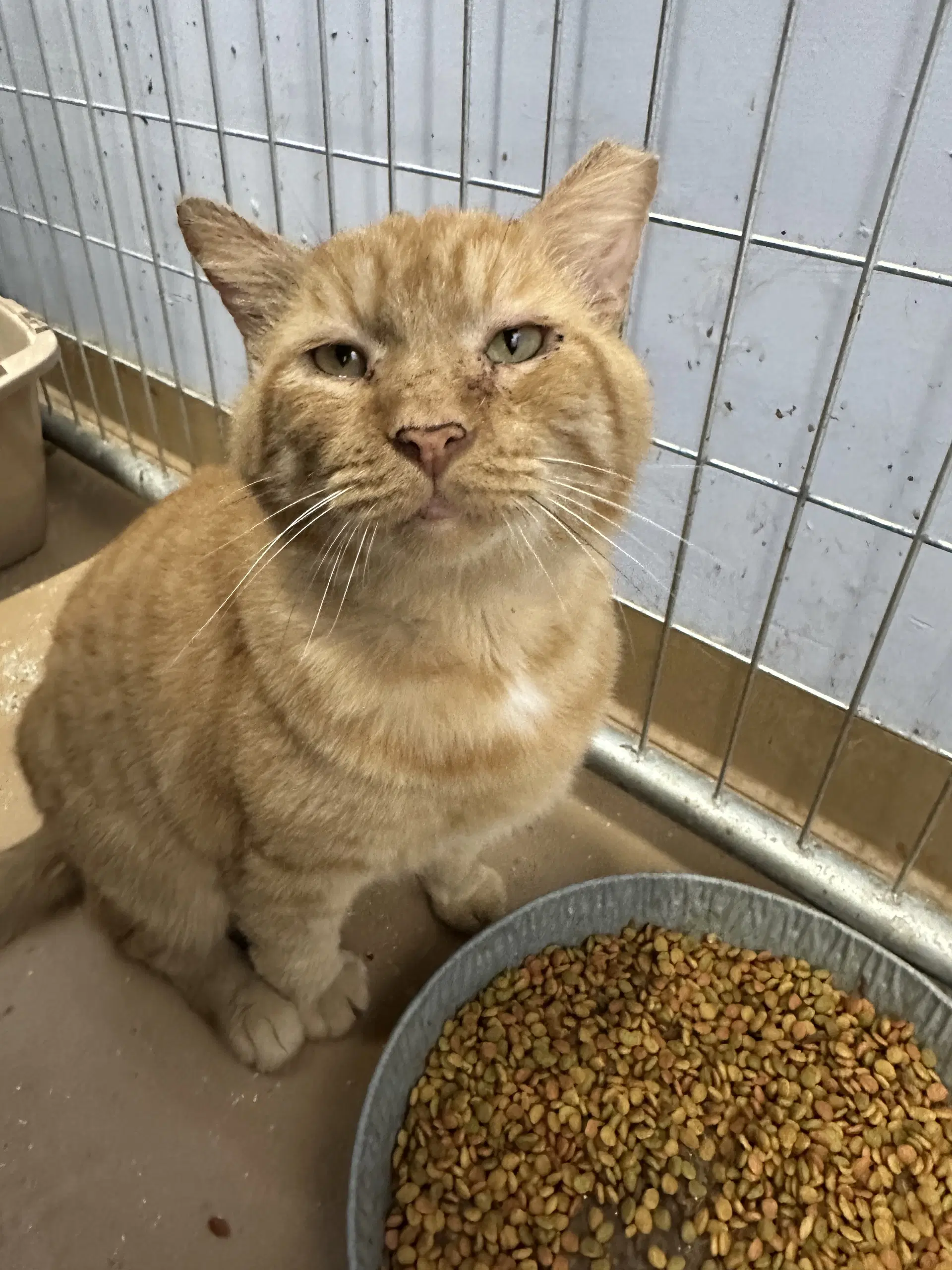 Ferdinand Fiv image 1