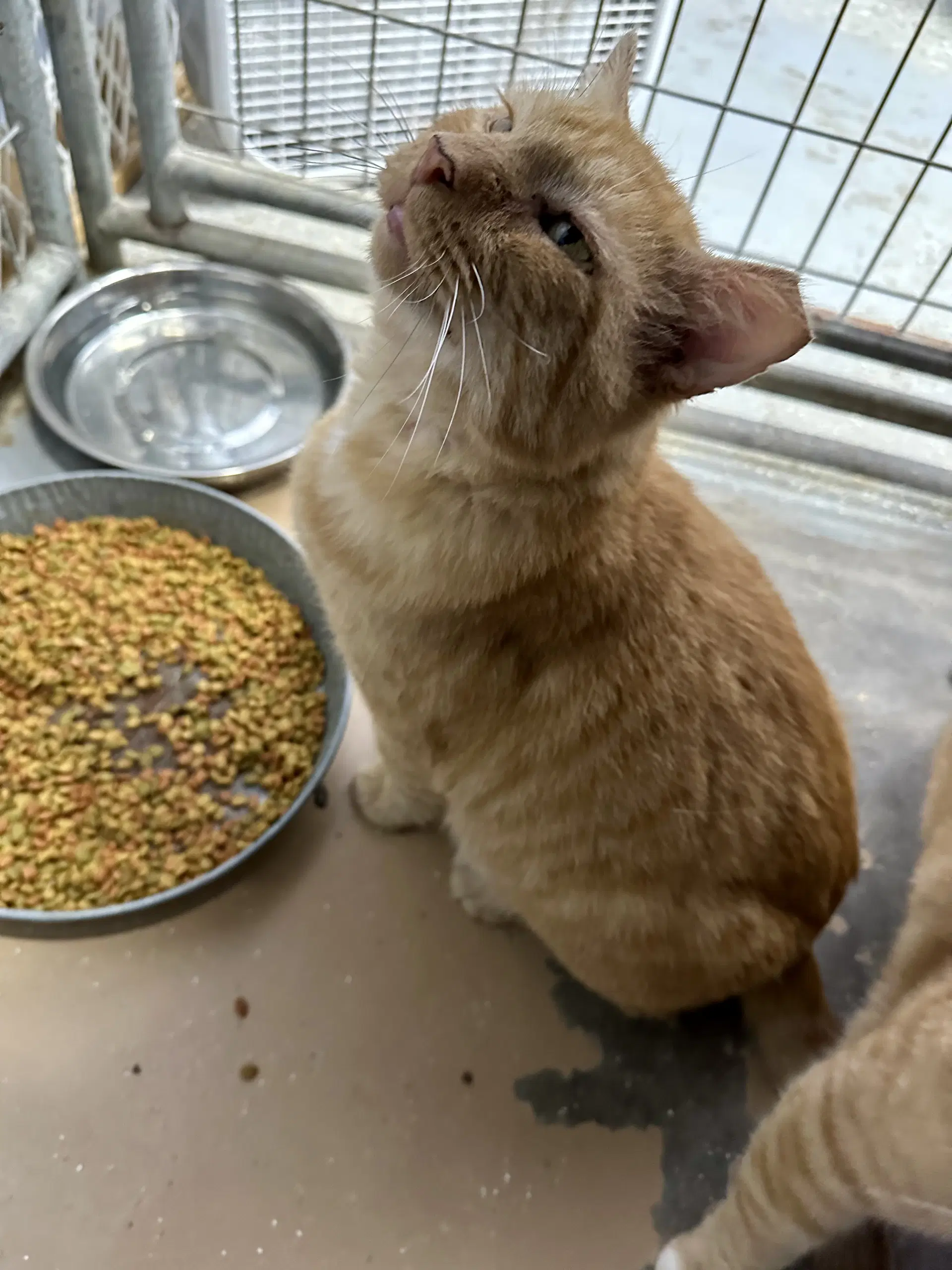 Ferdinand Fiv image 3