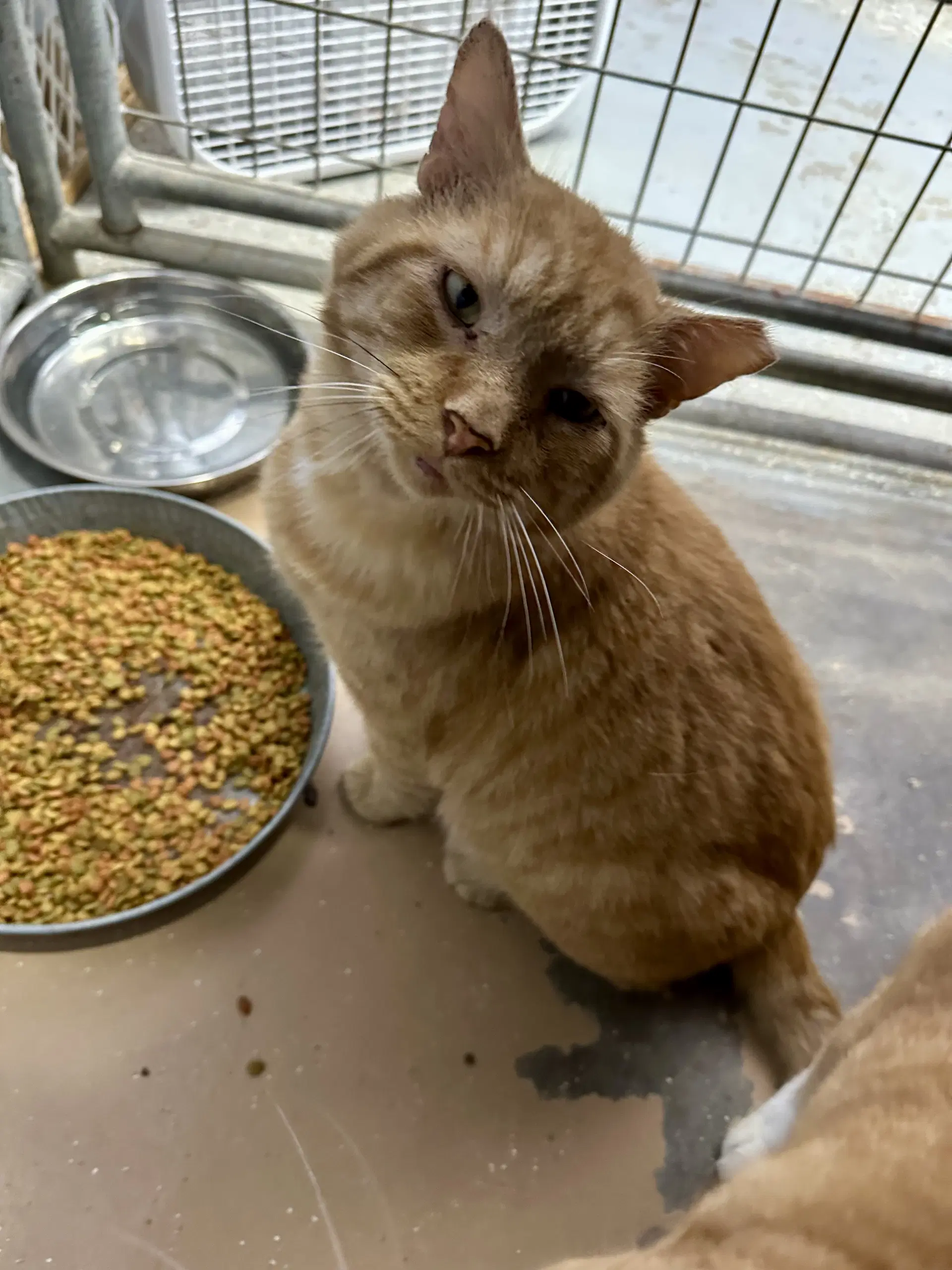 Ferdinand Fiv image 4