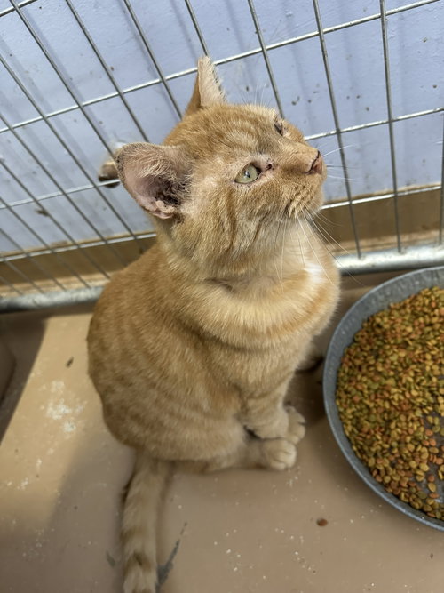Photo 5 of Ferdinand FIV +