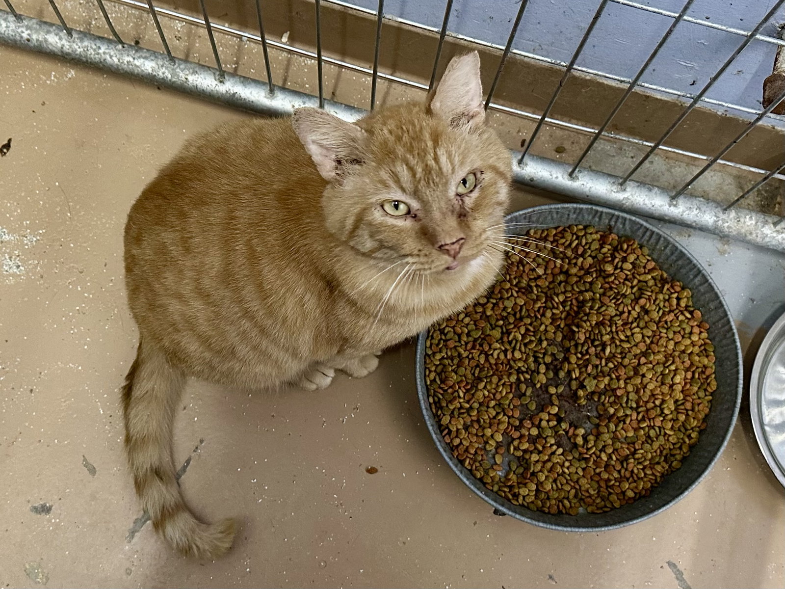 Ferdinand FIV +, photo 6