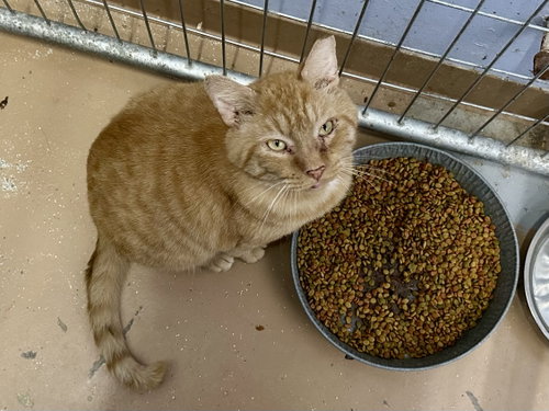 Photo 6 of Ferdinand FIV +