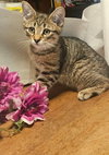 Yankee - Meet Me at Fancy Paws