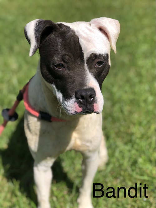 Bandit, an adoptable American Pit Bull Terrier in Elkins, WV