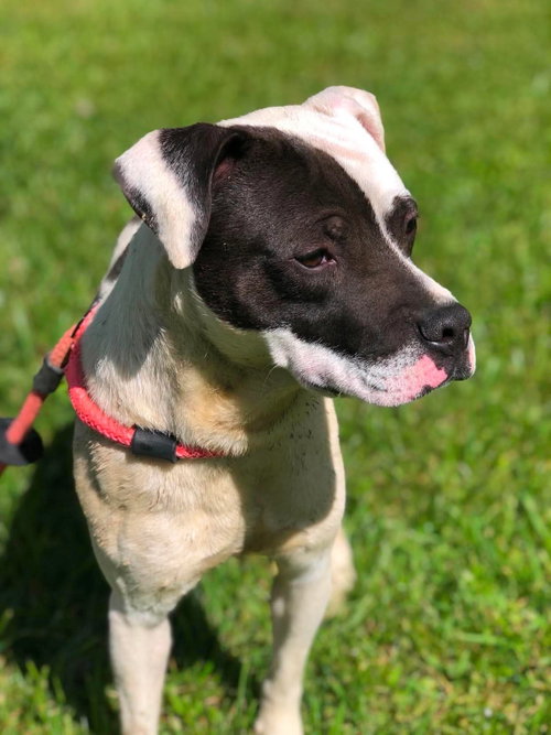 Bandit, an adoptable American Pit Bull Terrier in Elkins, WV