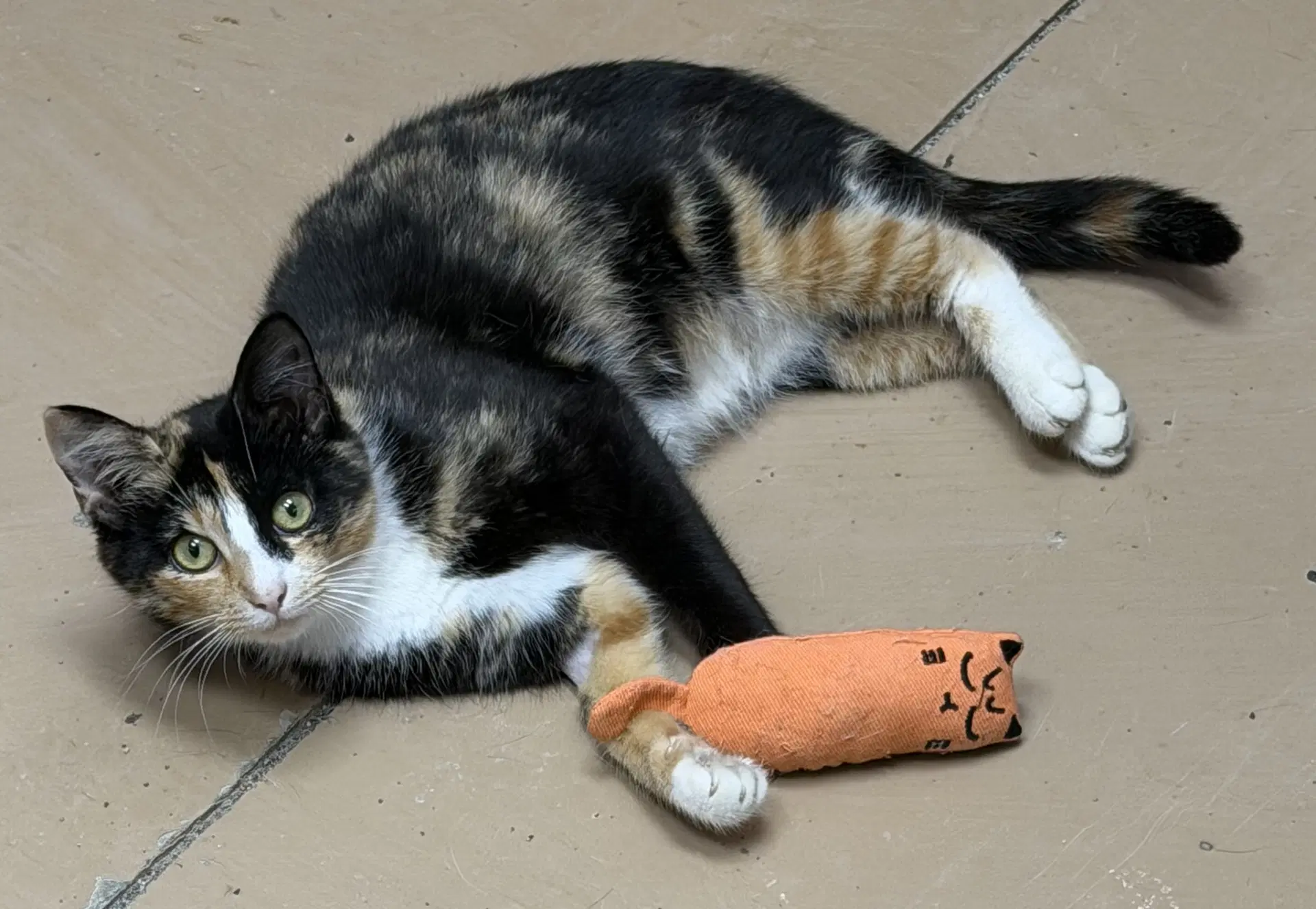 Nala - Domestic Short Hair
