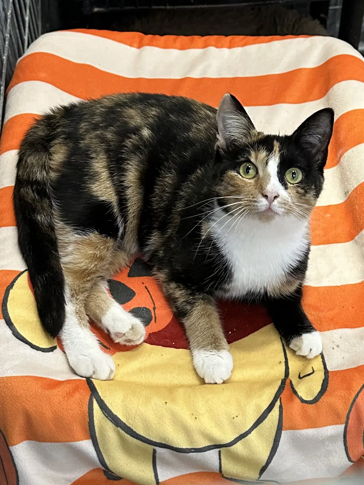 Nala image 3