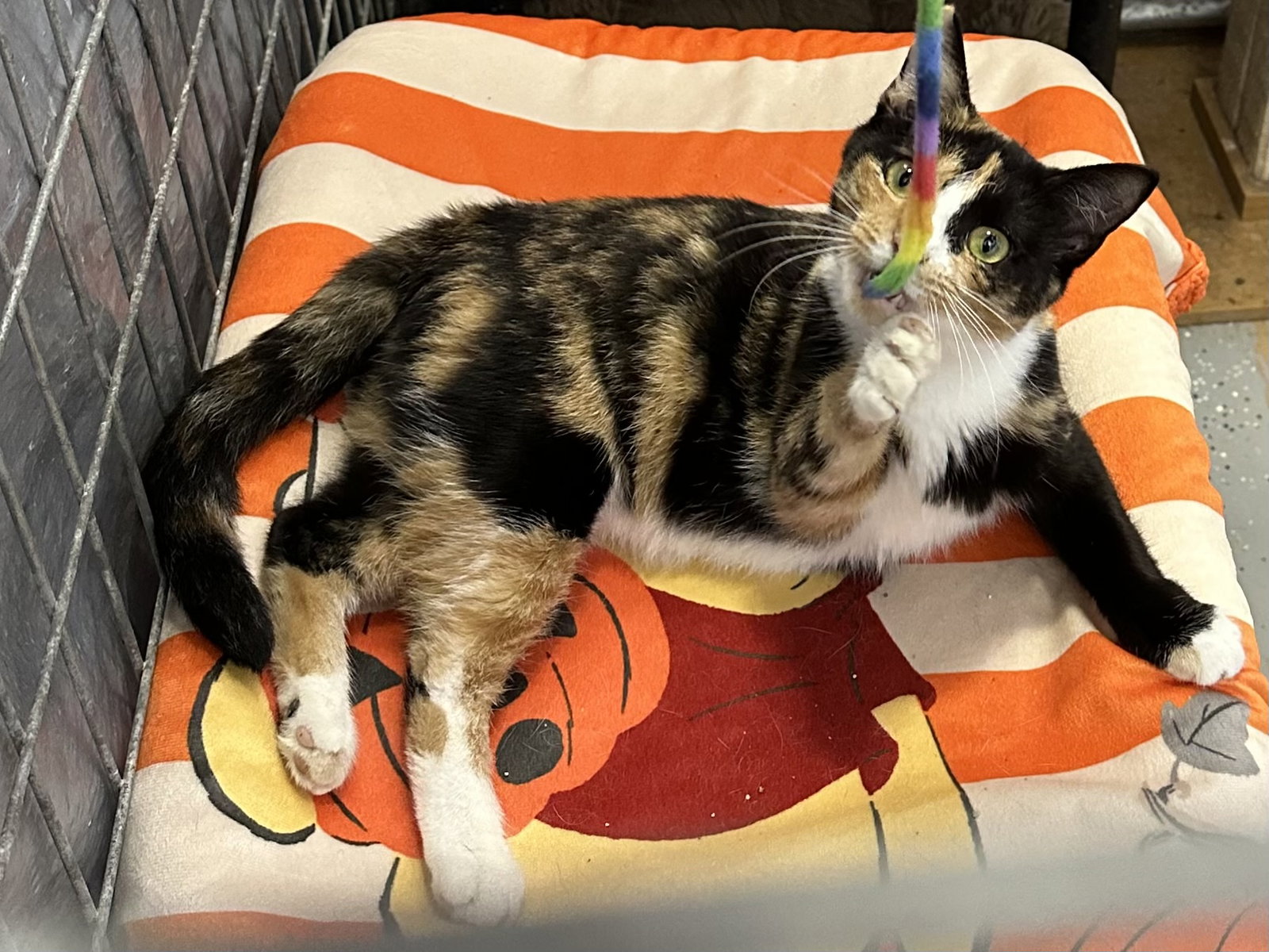 Nala, photo 6