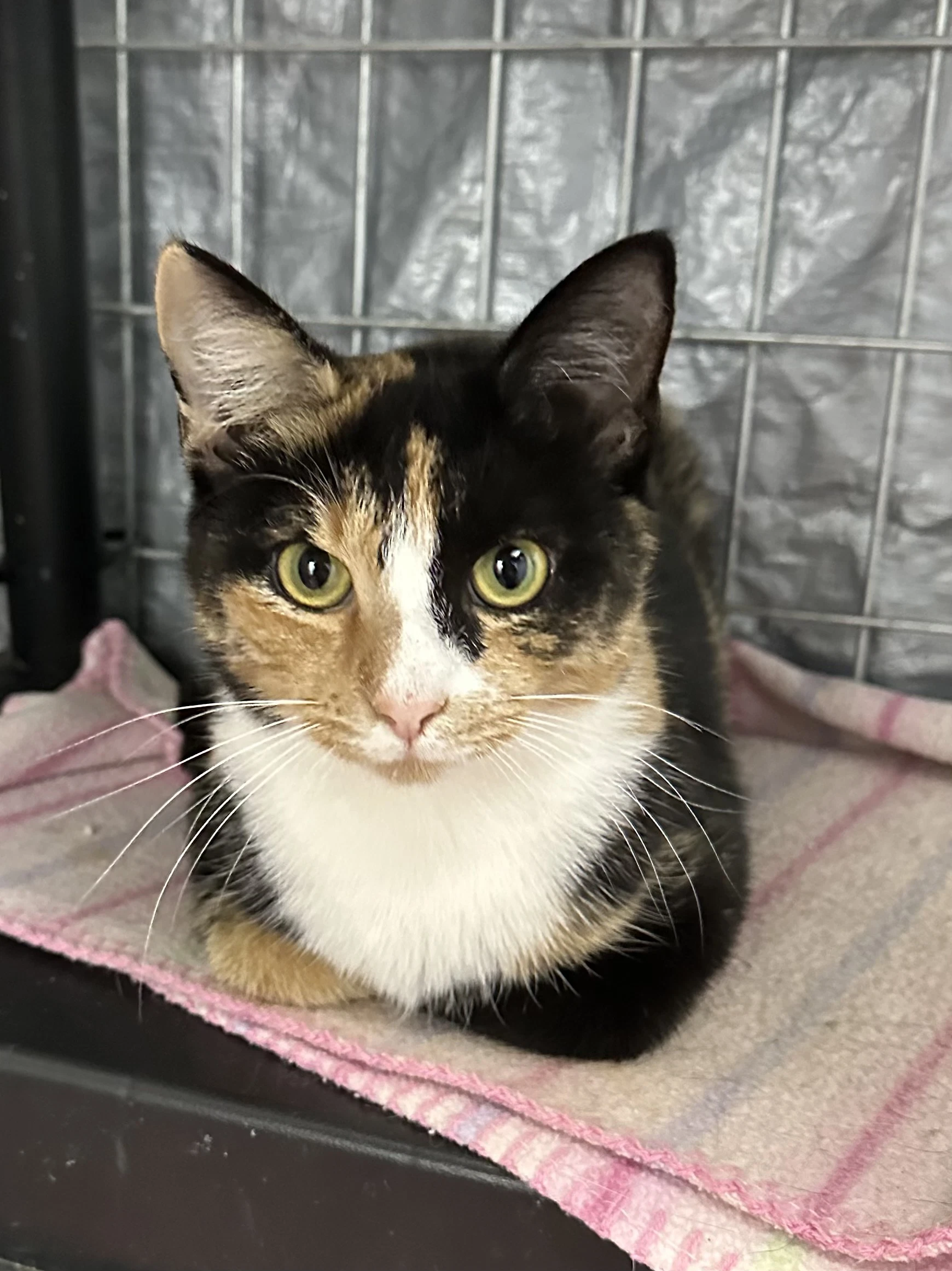 Nala