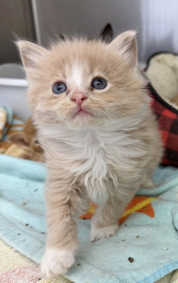 Mufasa