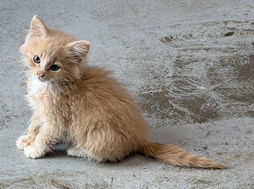Mufasa