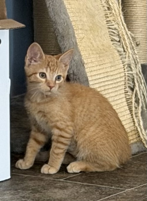 Timon, an adoptable Domestic Short Hair in Elkins, WV