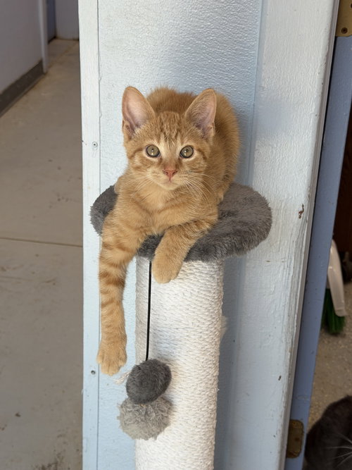 Timon: Meet Me At Fancy Paws