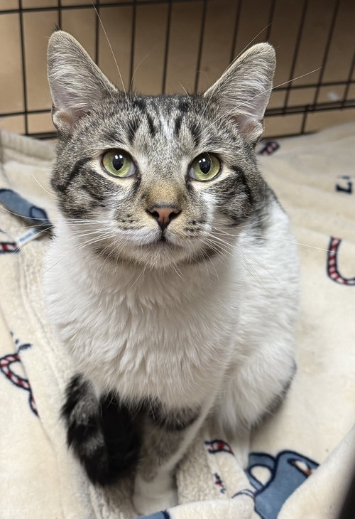 Rip, an adoptable Domestic Short Hair in Elkins, WV