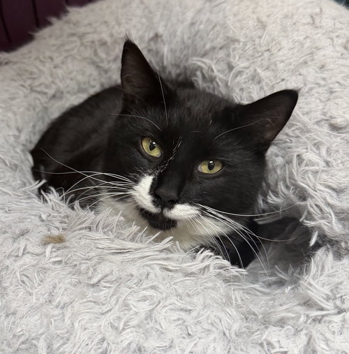 Kayce, an adoptable Domestic Short Hair in Elkins, WV