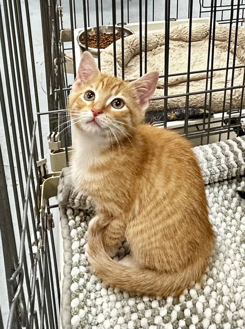 Blaze - Meet me at Fancy Paws, an adoptable Domestic Short Hair in Elkins, WV