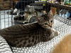 Smokey - Meet me at Fancy Paws