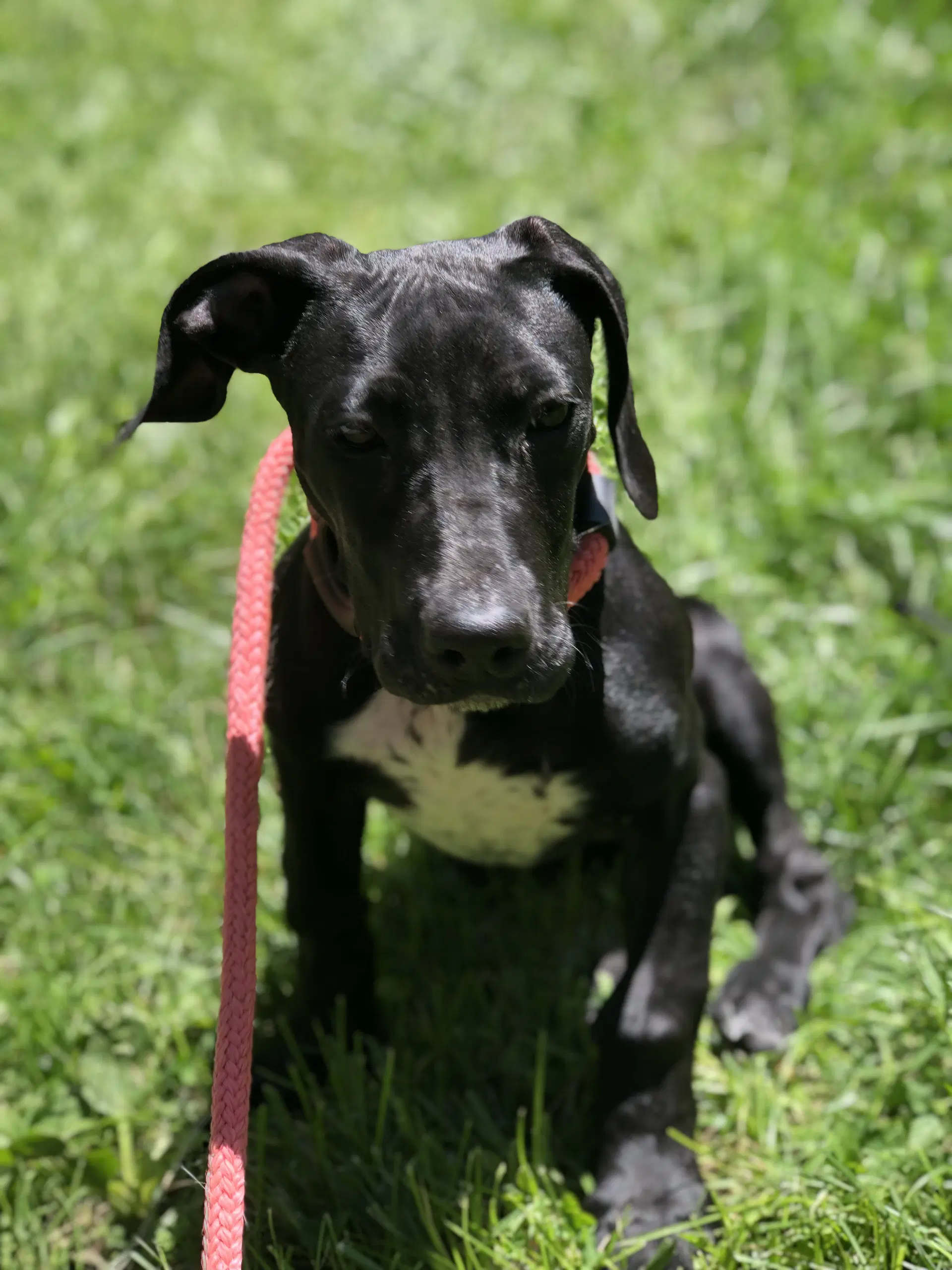 Junie - Great Dane
