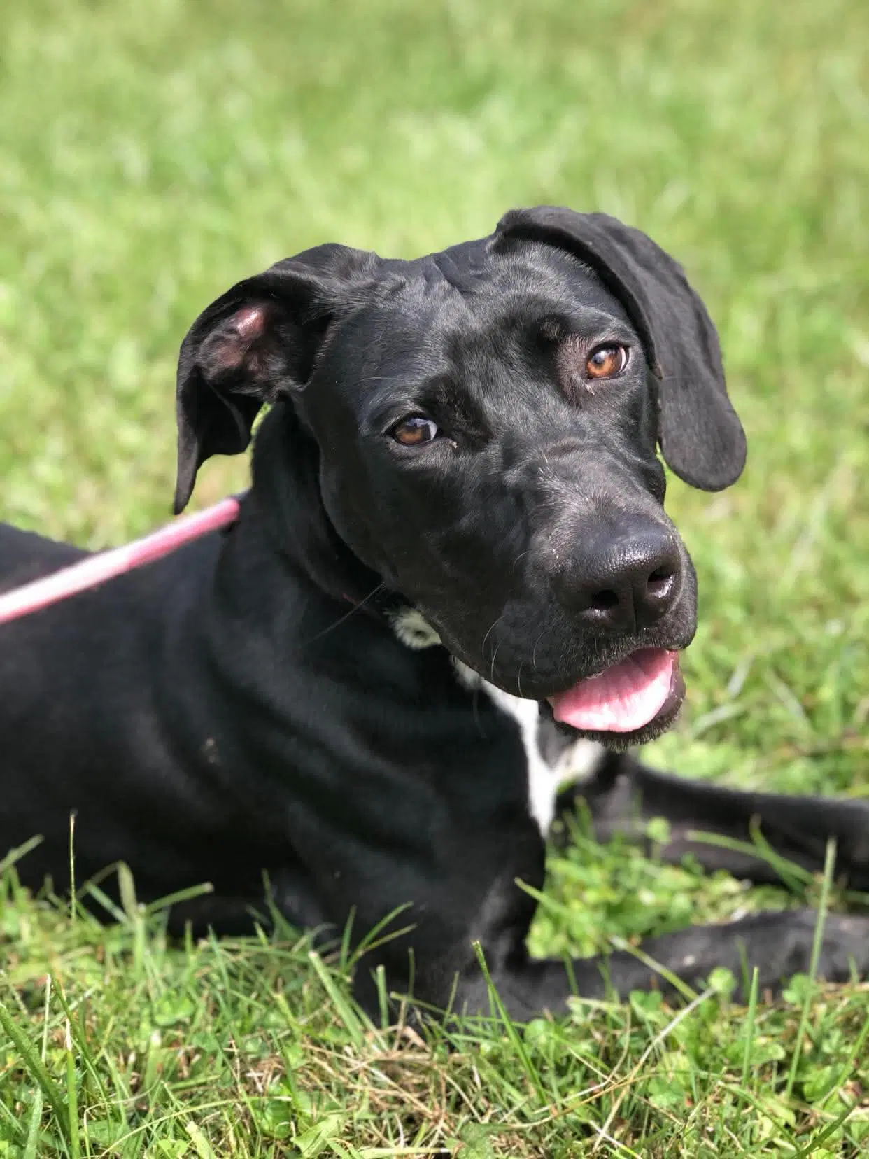 Junie - Great Dane