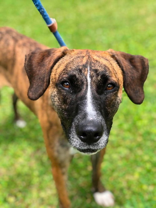 Jelly, an adoptable Hound in Elkins, WV
