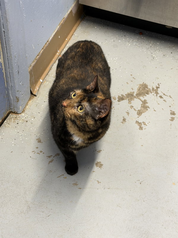 Fern (Offsite at Fancy Paws)