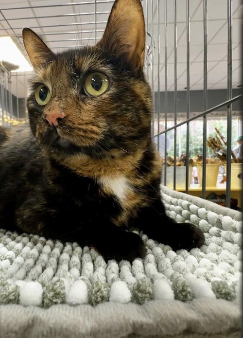 Fern (Offsite at Fancy Paws), an adoptable Domestic Short Hair in Elkins, WV