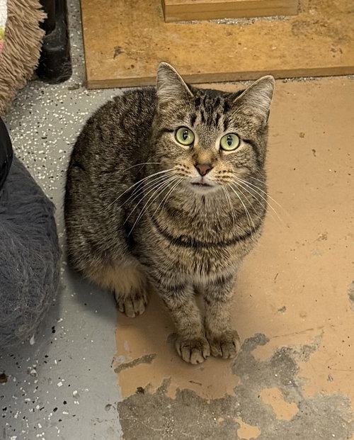 Pooky, an adoptable Manx in Elkins, WV
