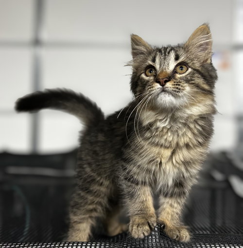 Deb, an adoptable Domestic Long Hair in Elkins, WV