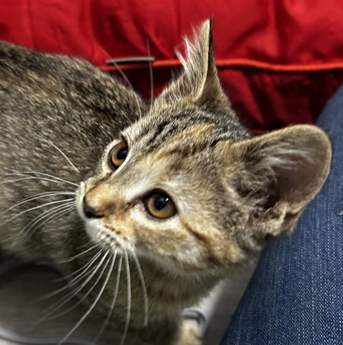 Pearl, an adoptable Domestic Short Hair in Elkins, WV