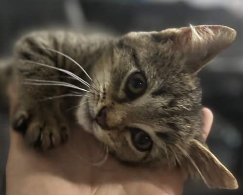 Jacques, an adoptable Domestic Short Hair in Elkins, WV