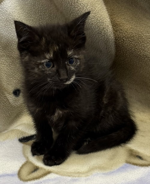 Toast, Young Domestic Short Hair / Mixed (short coat), cat for adoption in Elkins, West Virginia